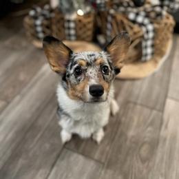 Kate - Pembroke Welsh Corgi