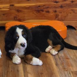Juni - Black tan and white female Bernese Mountain Dog puppy in Gaffney, South Carolina from Circle D Farms