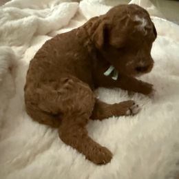 Mint collar - Apricot female Cavapoo puppy in Wesson, Mississippi from Southern Country Doodles