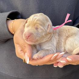 Lulu - Apricot female Australian Labradoodle puppy in Morgan Hill, California from Loving Labradoodles