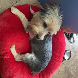 Yorkshire Terrier Puppies from Joy Riley's Yorkies