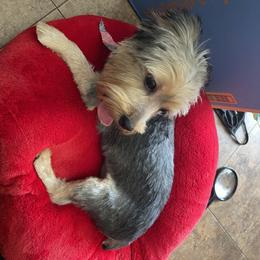 Yorkshire Terrier Puppies from Joy Riley's Yorkies
