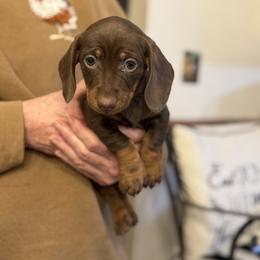 Star Bucks - Chocolate and tan female Dachshund puppy in Boston, Kentucky from Boston Crossing