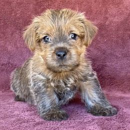 White Collar Male - Red Norfolk Terrier puppy in Bristol, Tennessee from Holston Hollow Farm