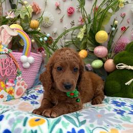 Riley (Forest Green) - Red  female Goldendoodle puppy in Miami, Florida from Katy's Toy Poodles & Doodles
