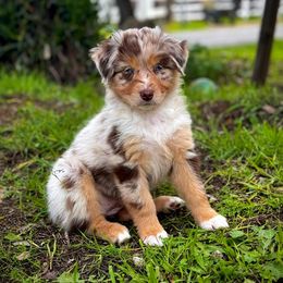 Girl 7 - Red merle Australian Shepherd puppy in Ramona, California from Blue Moon Aussies