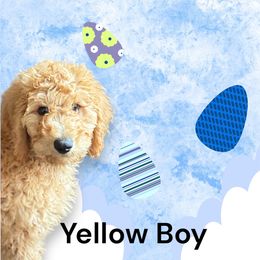 Yellow Boy - Apricot Poodle puppy in Keedysville, Maryland from Sunshine Red Standard Poodles