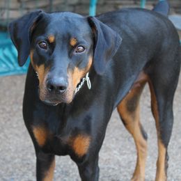 Doberman Pinschers from AMX Dobermans