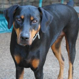 Doberman Pinschers from AMX Dobermans