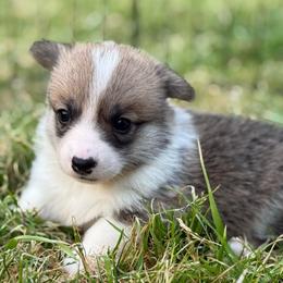 Clove - Red female Pembroke Welsh Corgi puppy in Griffin, Georgia from Rollnoaks & Cottontail AKC Pembroke Welsh Corgis
