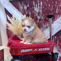 Bentley - Red and white male Pomsky puppy in Bucyrus, Missouri from Hill Top Pomskies