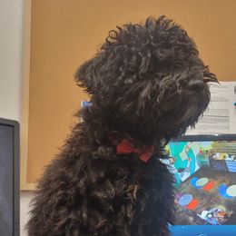 French Bulldogs and Goldendoodles from Good Vibes Puppies