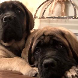 Mastiffs from ScottsCreek Mastiffs