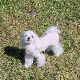 Kesabella - Maltese