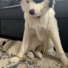 Pomsky Puppies from Guccio’s Pomsky’s and Stud Services