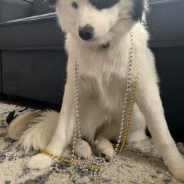 Pomsky Puppies from Guccio’s Pomsky’s and Stud Services