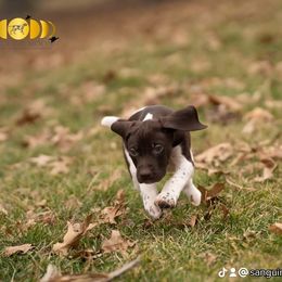 Girl 8 - Liver and white German Shorthaired Pointer puppy in Fortville, Indiana from Sanguine Moon Kennel
