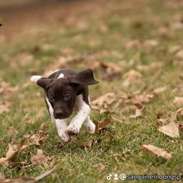 Girl 8 - Liver and white German Shorthaired Pointer puppy in Fortville, Indiana from Sanguine Moon Kennel