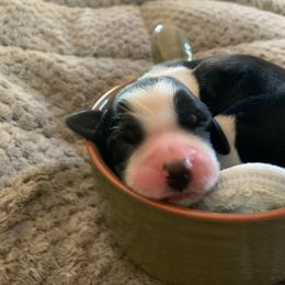 English Springer Spaniel Puppies from Sara's English Springer Spaniels