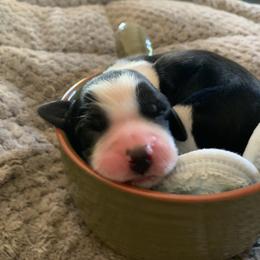 English Springer Spaniel Puppies from Sara's English Springer Spaniels