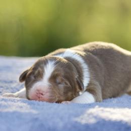 Rtm - Red tri-color male Miniature American Shepherd puppy in Stephenville, Texas from Diamond H Aussies