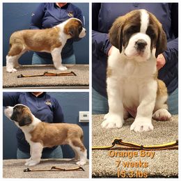 Saint Bernard Puppies from Heart Mountain Saint Bernards