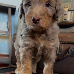 Bernedoodles from Riverside oak farms