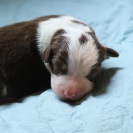 Boy 4 - Red tri-color male Miniature American Shepherd puppy in Tiskilwa, Illinois from First Harmony Farms