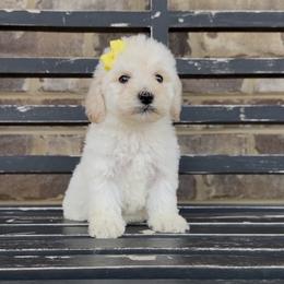 MMs 1200 Valentines Special - Fawn and white female Sheepadoodle puppy in Cartersville, Georgia from Simply Blessed Doodles