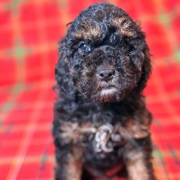 Gander - Brown white and tan male Cockapoo puppy in Saint Louis, Missouri from Jax Doodles