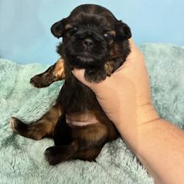 Jo - Tricolor female Shih Tzu puppy in Hawthorne, Florida from Simply Southern Shihtzus