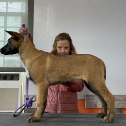 Belgian Malinois Puppies from Abby's Belgian Malinois