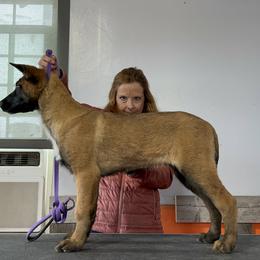 Belgian Malinois Puppies from Abby's Belgian Malinois