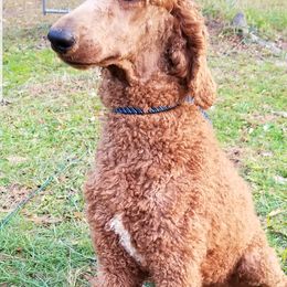 Giantsbane  - Poodle