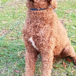Giantsbane  - Poodle
