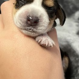 Maroon - Black tan and bluetick female Beagle puppy in Jasper, Texas from Beech Grove Beagles