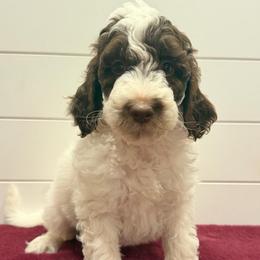 No collar - Parti female Goldendoodle puppy in San Augustine, Texas from Vintage Doodles