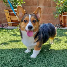 American Corgis and Pembroke Welsh Corgis from Rose Petal Corgis