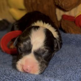 Red Rooster - Black and tan male Pembroke Welsh Corgi puppy in Summerfield, Florida from Promise Land Farm