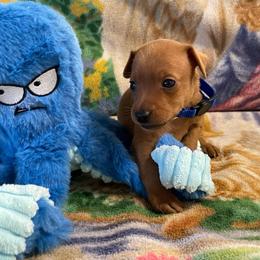 Marlin - Stag red male Miniature Pinscher puppy in Lancaster, Missouri from White Stone Ranch