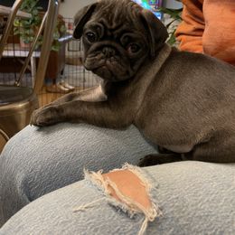 "Litter 2022" Pug Puppies from Tanori Kennels