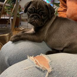"Litter 2022" Pug Puppies from Tanori Kennels