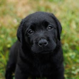 Silver Girl - Black female Labrador Retriever puppy in Southington, Ohio from Ridgemere Retrievers