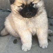 Boy 1 - Sable Eurasier puppy in Soap Lake, Washington from Falling Cedar Farm Samoyeds and Eurasier’s