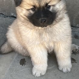 Boy 1 - Sable Eurasier puppy in Soap Lake, Washington from Falling Cedar Farm Samoyeds and Eurasier’s