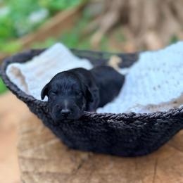 Charcoal - Black male Goldendoodle puppy in Pollock Pines, California from Penny Lane’s Doodles