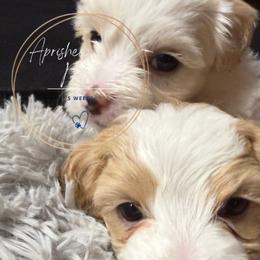 Tory Burch - Silver beige female Maltipoo puppy in Weatherford, Texas from Aprishew Maltipoo