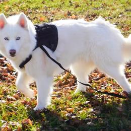 Winter - Siberian Husky