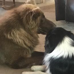 Australian Shepherds from Paradise Creek Aussies