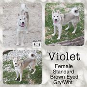 Violet - Alaskan Klee Kai